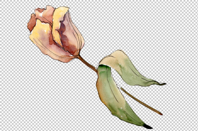 Wildflower autumn tulips PNG watercolor set &nbsp;