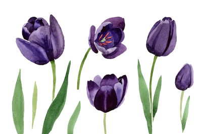 Black tulips PNG watercolor flower set &nbsp;