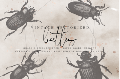 VintageVectorized - Beetles Clipart