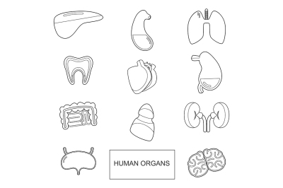 Human organs in outline style. Vector icons set 