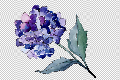 Hydrangeas flowers PNG watercolor set