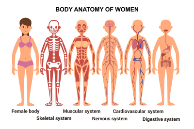 Anatomy of the female body. Anatomical poster