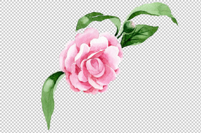 Wonderful pink camellia PNG watercolor set &nbsp;