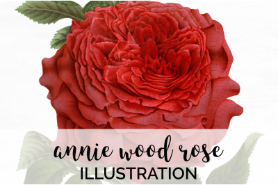 Rose Red Clipart