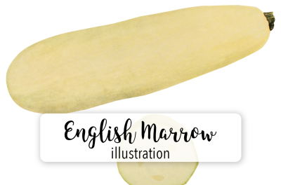 English Vegetable Marrow Clipart