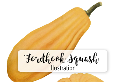 Squash Clipart