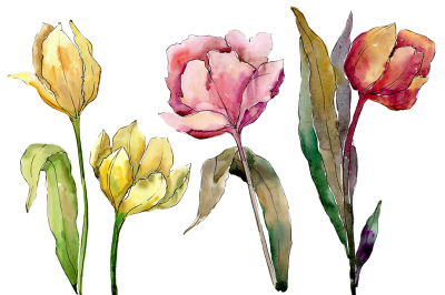 Colorful tulips PNG watercolor flower set