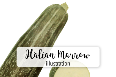 Vegetable Marrow Clipart