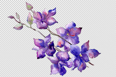 Bouquet of purple flowers PNG watercolor set