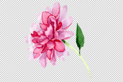 Tender pink peony PNG watercolor set &nbsp;