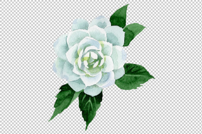 White camellia wildflower PNG watercolor set &nbsp;