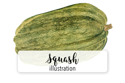 Squash Clipart