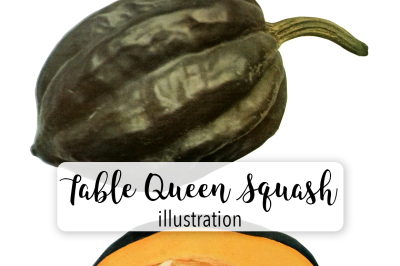 Squash Clipart