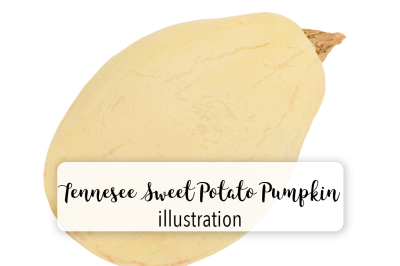 Squash Clipart