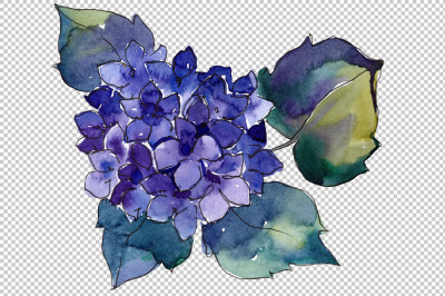 Hydrangea purple and blue PNG watercolor set