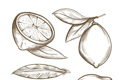 Hand drawn lemons with branch, lemon blossom, citrus slices and leaves