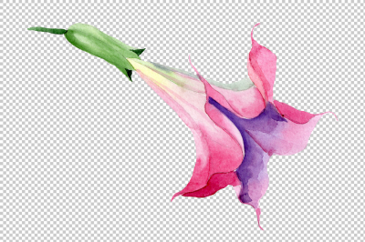 Pink brugmansia PNG watercolor set