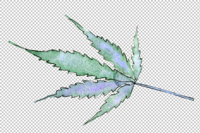 Cannabis leaves PNG watercolor set