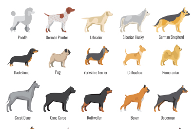 Dogs breed vector flat icons set