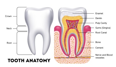 Tooth anatomy vector dental infographics