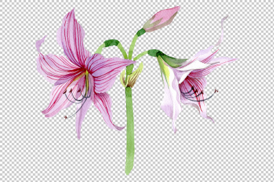 Purple amaryllis PNG watercolor flower set