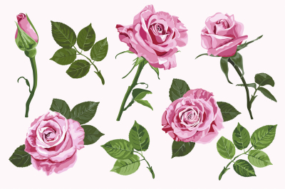 Pink vector roses elements set isolated on the white background