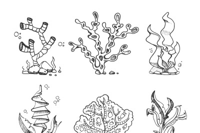 Marine seaweeds, sea flora, ocean plants in vintage hand drawn, doodle