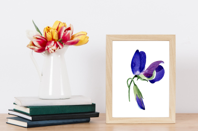 Purple sweet pea PNG watercolor flower set &nbsp;