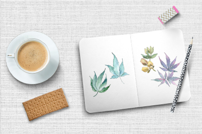 Watercolor cannabis PNG leaves set