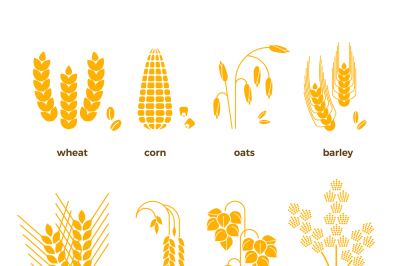 Cereal grains vector icons. rice, wheat, corn, oats, rye, barley