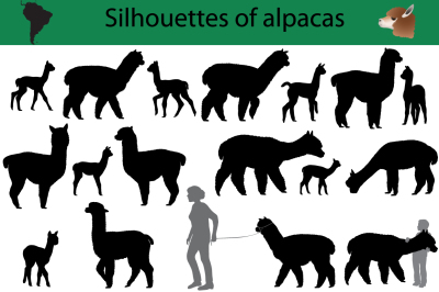 Silhouettes of alpacas