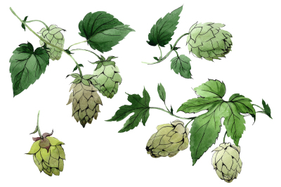 Green watercolor hops png set