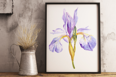 Watercolor Purple Iris Clip Art & Print