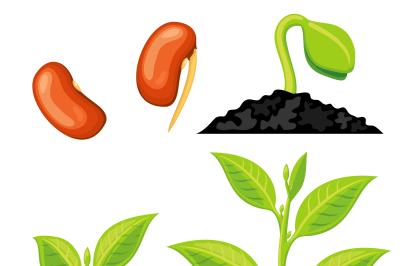 Plant growth stages from seed to sprout. Vector illustration