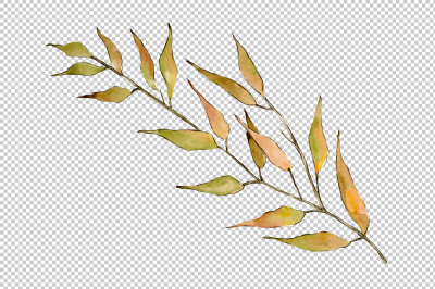 Willow branches PNG watercolor set