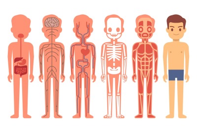 Human body anatomy vector illustration. Male skeleton, muscular, circu