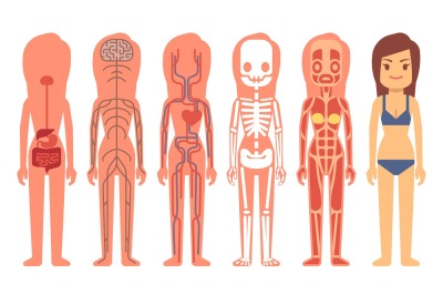 Medical woman body anatomy vector illustration. Skeleton&2C; muscular&2C; ci