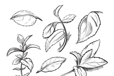 Mint, medicine herb peppermint leaves hand drawn vector illustration