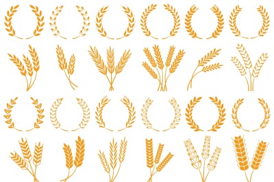 Wheat or barley ears. Harvest wheat grain, growth rice stalk and bread