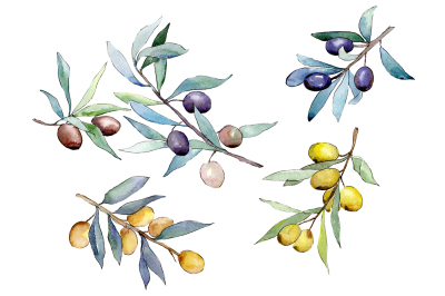 Watercolor olives PNG set