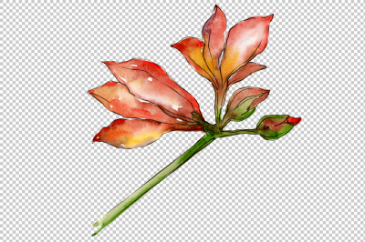 Beautiful watercolor amaryllis PNG set