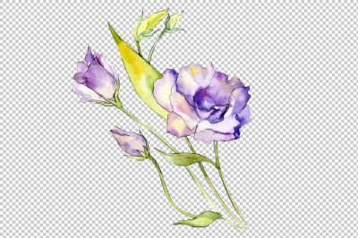Delicate eustoma flower PNG watercolor set &nbsp;