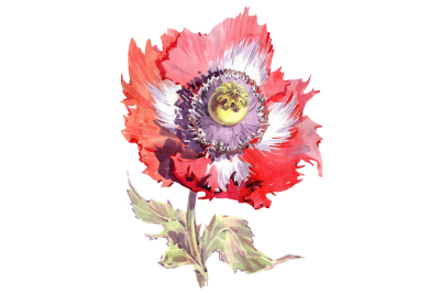 Big red poppy flower PNG watercolor set