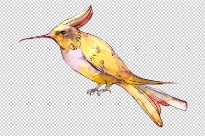 Tropical colibri birds PNG watercolor set &nbsp;