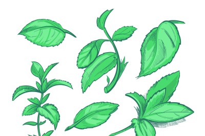 Green mint leaves, menthol, aroma peppermint hand drawn vector illustr