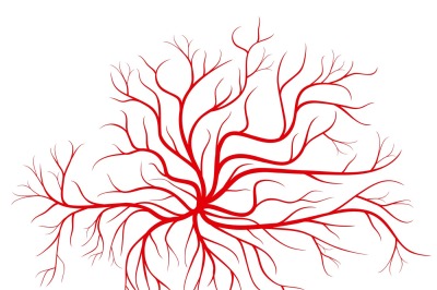 Human blood veins, red vessels vector illustration