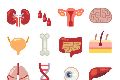 Human internal organs flat vector icons