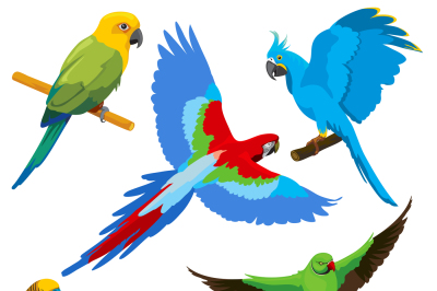 Cartoon parrots&2C; tropical birds vector set