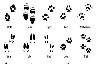 Wildlife animals, reptiles and birds footprint, animal paw prints vect