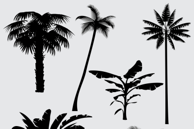 Tropical palm tree vector silhouettes isolated on white background